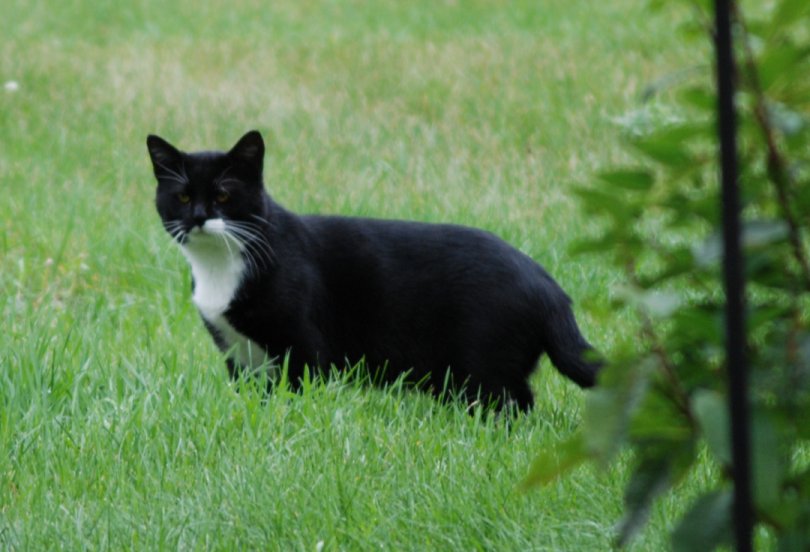 Missing Cat Bemidji Mn Help find him