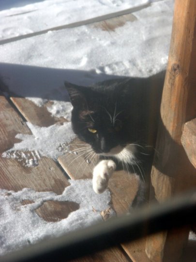 Missing Cat Bemidji Mn Help find him