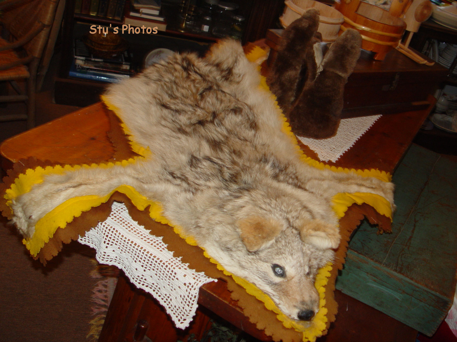Vintage Coyote Full Rug Taxidermy Mount -
                        Cabin Decor