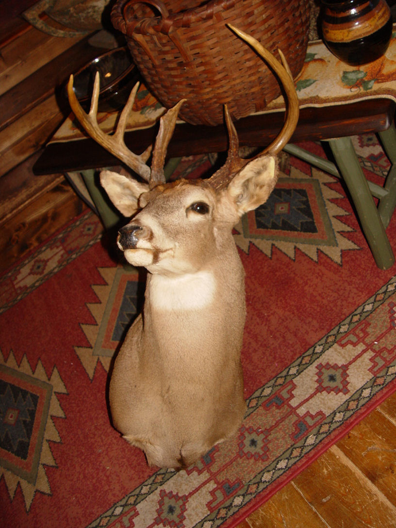 Gorgeous
                        Whitetail Deer Shoulder Taxidermy ~ Palmated 11
                        Point Buck