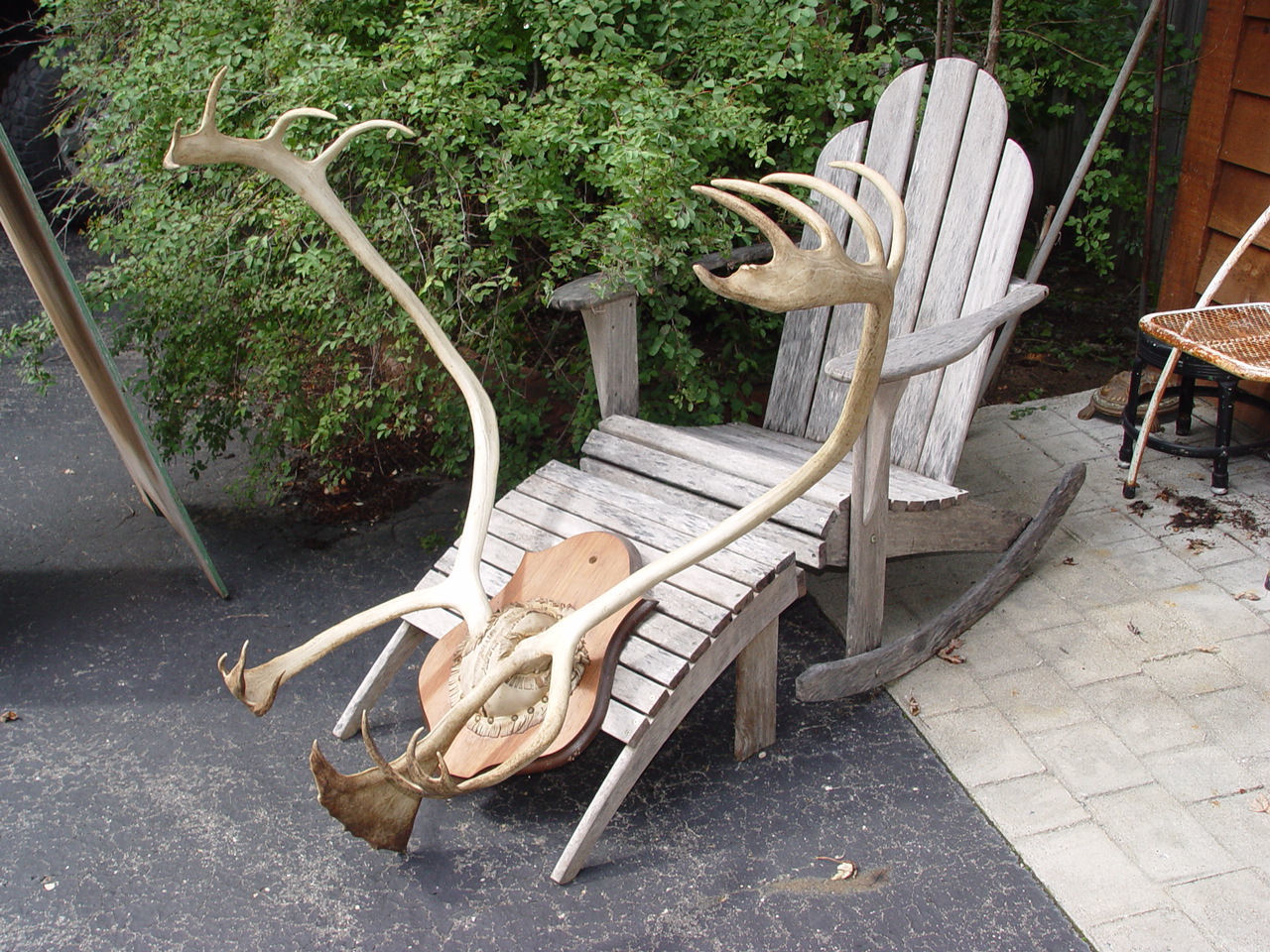 Large
                        Caribou rack mounted by Chippewa Native
                        American